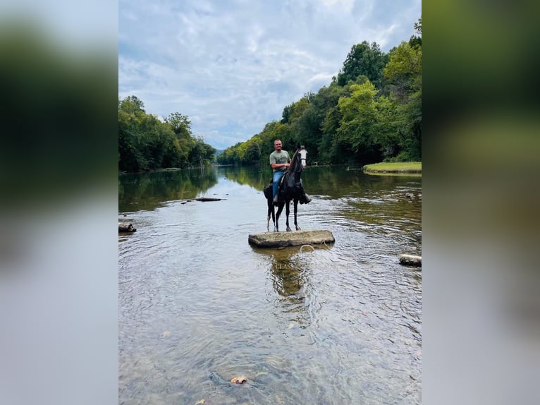 Tennessee walking horse Gelding 3 years 14 hh Black in ROCKHOLDS, KY