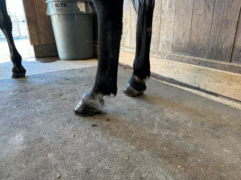 Tennessee walking horse Gelding 3 years 14 hh Gray in Lewisburg, TN