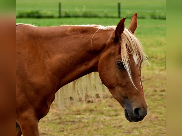 Tennessee walking horse Gelding 3 years 14,2 hh Chestnut-Red in Dipperz