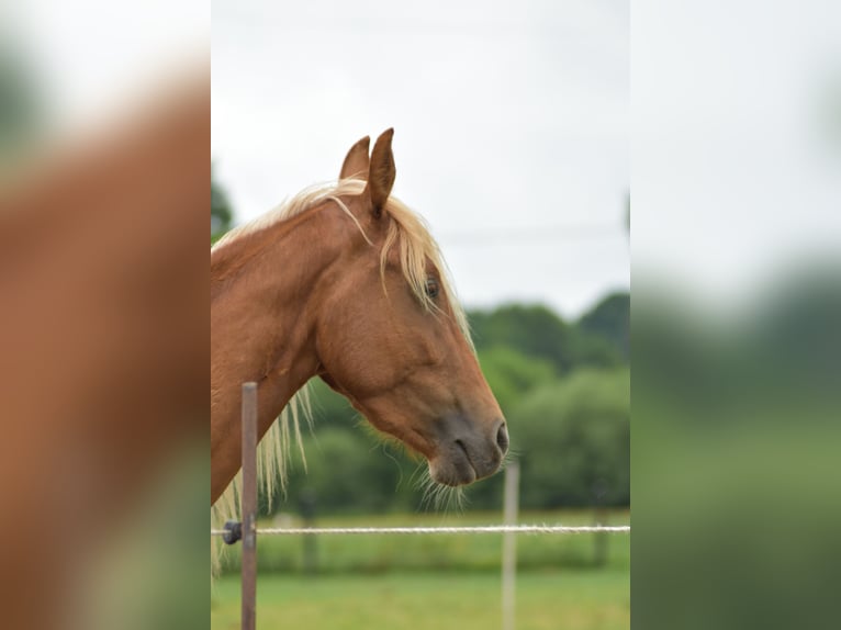 Tennessee walking horse Gelding 3 years 14,2 hh Chestnut-Red in Dipperz