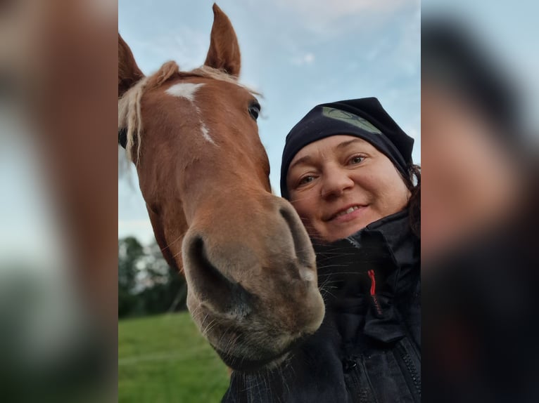 Tennessee walking horse Gelding 3 years 14,2 hh Chestnut-Red in Dipperz