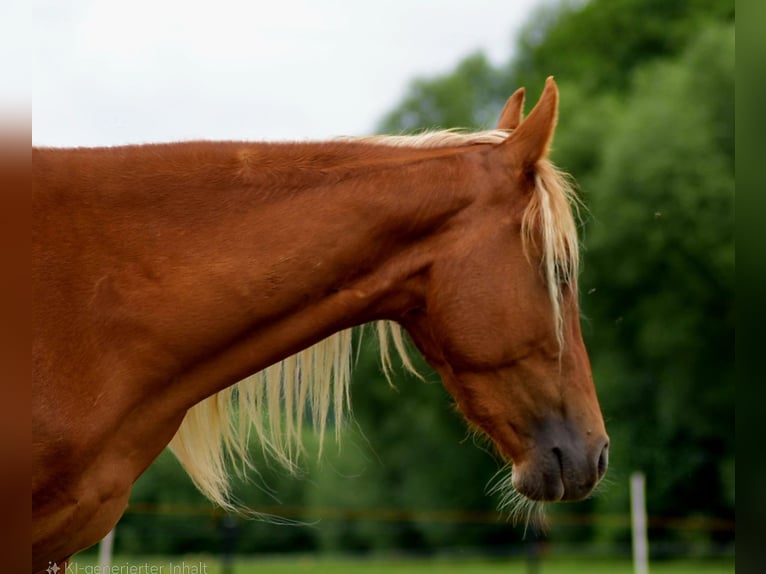 Tennessee walking horse Gelding 3 years 14,2 hh Chestnut-Red in Dipperz