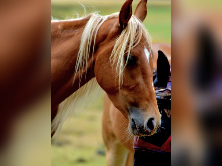 Tennessee walking horse Gelding 3 years 14,2 hh Chestnut-Red in Dipperz