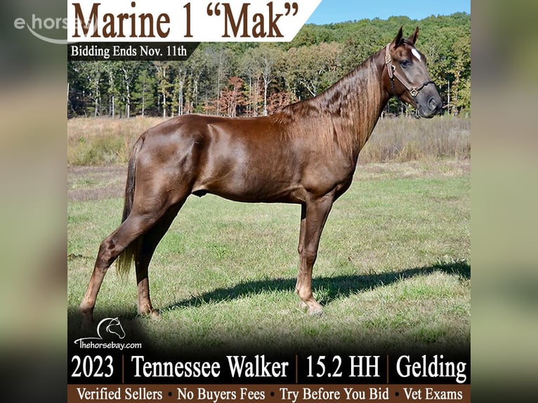 Tennessee walking horse Gelding 3 years 15.1 hh Chestnut in Park Hills, MO
