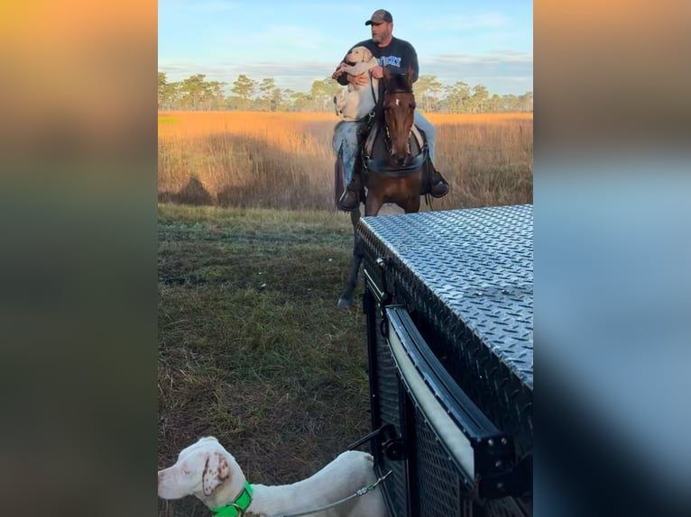 Tennessee walking horse Gelding 3 years 15 hh Bay in Lynnville