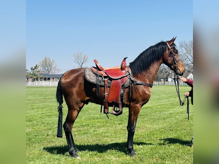 Tennessee walking horse Gelding 3 years 15 hh Bay in Lewisburg, TN