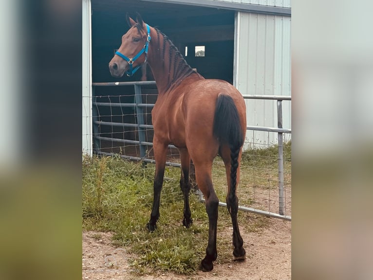 Tennessee walking horse Gelding 3 years 15 hh Bay in Murfreesboro, TN