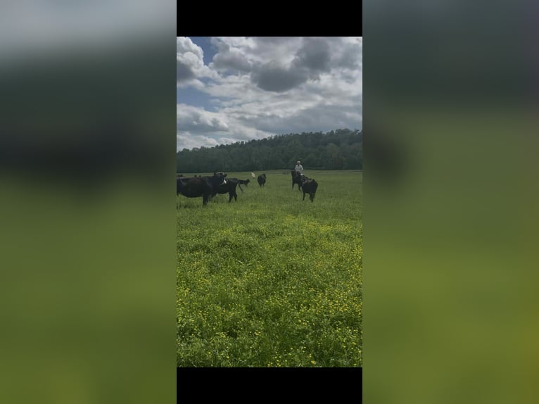 Tennessee walking horse Gelding 3 years 15 hh Black in Malta, OH