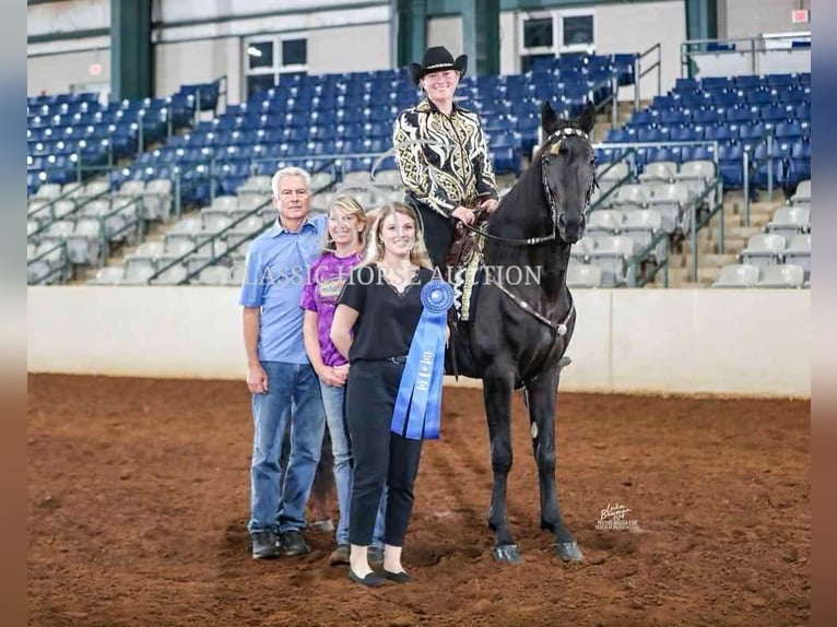Tennessee walking horse Gelding 3 years 15 hh Black in Malta, OH