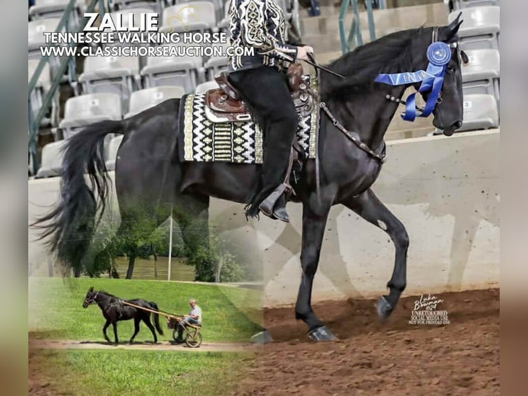 Tennessee walking horse Gelding 3 years 15 hh Black in Malta, OH