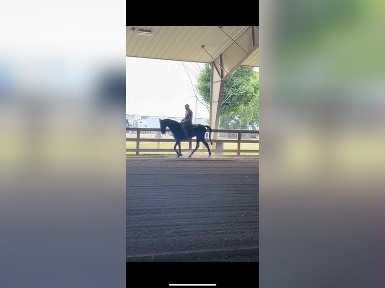 Tennessee walking horse Gelding 3 years 15 hh Black in Malta, OH