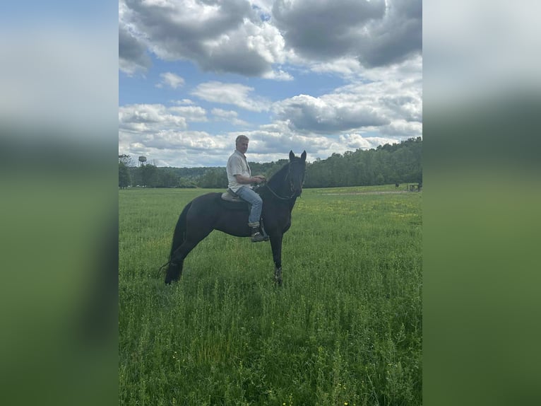 Tennessee walking horse Gelding 3 years 15 hh Black in Malta, OH