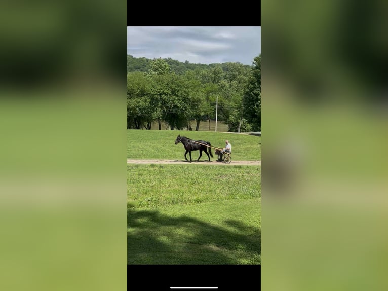 Tennessee walking horse Gelding 3 years 15 hh Black in Malta, OH