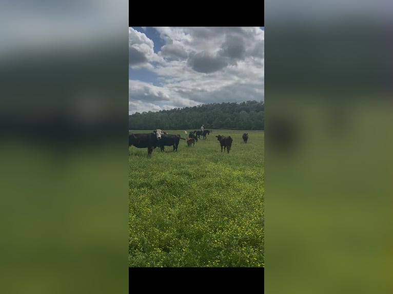 Tennessee walking horse Gelding 3 years 15 hh Black in Malta, OH