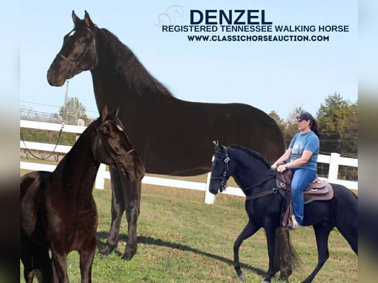 Tennessee walking horse Gelding 3 years 15 hh Black in Lewisburg, TN