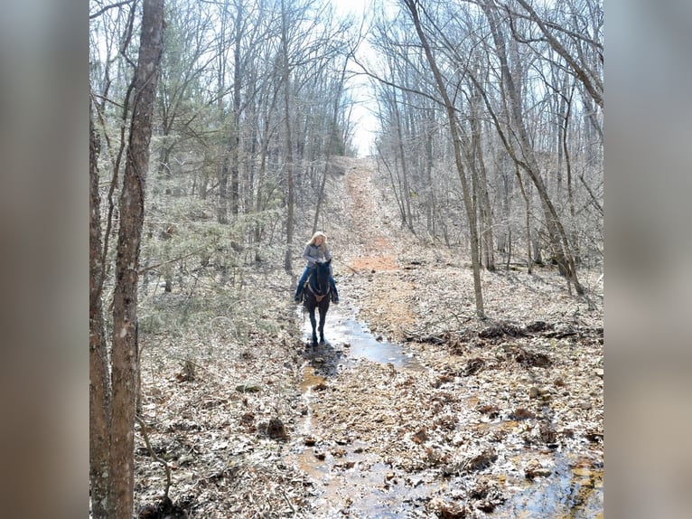 Tennessee walking horse Gelding 3 years 15 hh Black in Park Hills, MO