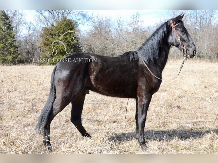 Tennessee walking horse Gelding 3 years 15 hh Black in Park Hills, MO