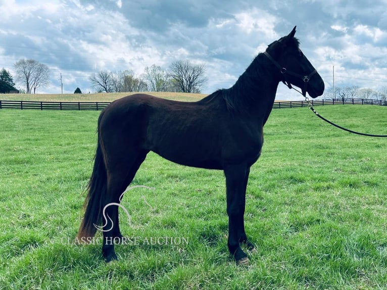 Tennessee walking horse Gelding 3 years 15 hh in Tompkinsville, KY