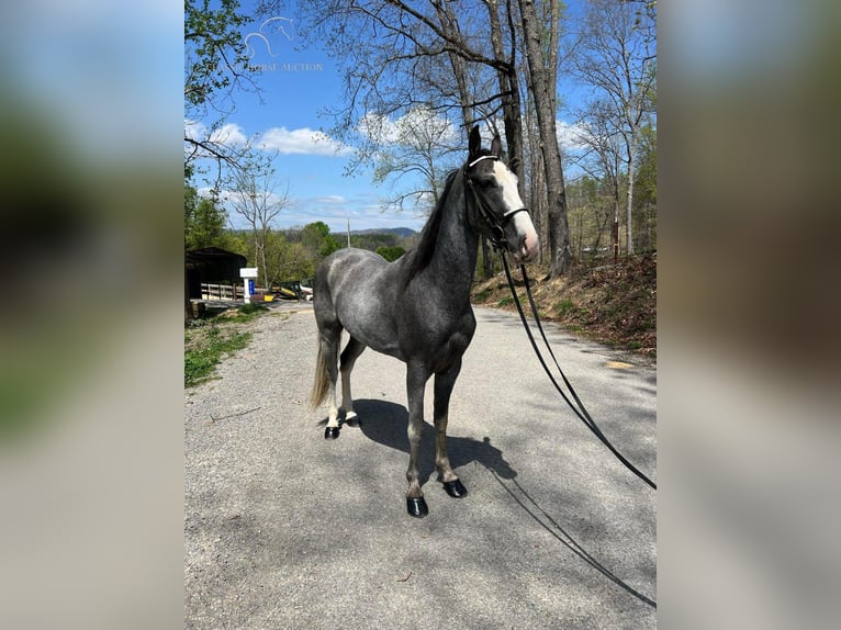 Tennessee walking horse Gelding 3 years 15 hh Gray in Sneedville, TN