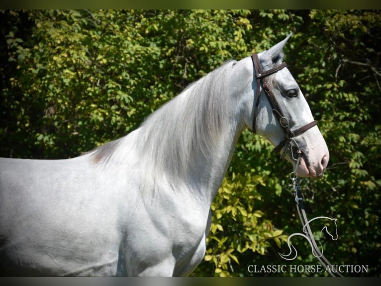 Tennessee walking horse Gelding 3 years 15 hh Grey in Hustonville, KY