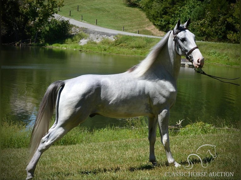 Tennessee walking horse Gelding 3 years 15 hh Grey in Hustonville, KY