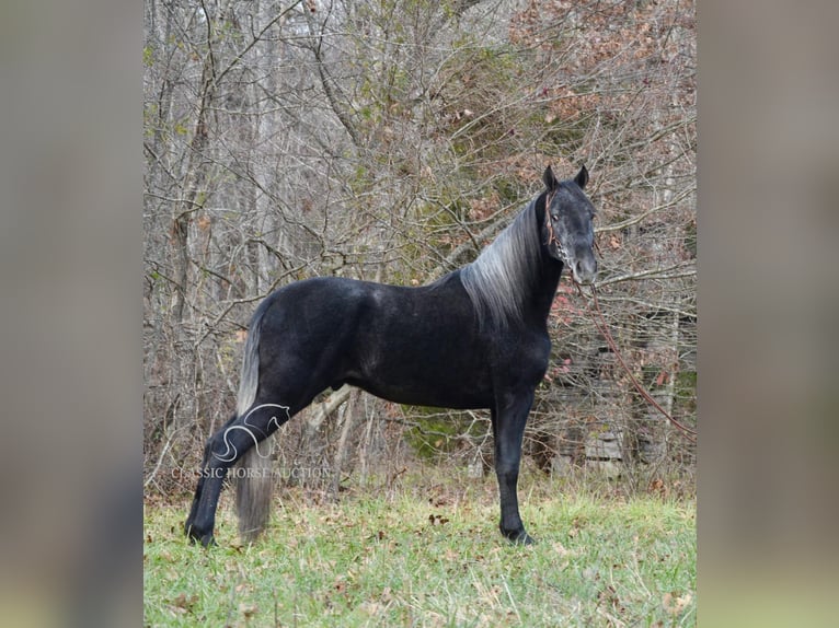 Tennessee walking horse Gelding 3 years 15 hh Grey in Hustonville, KY