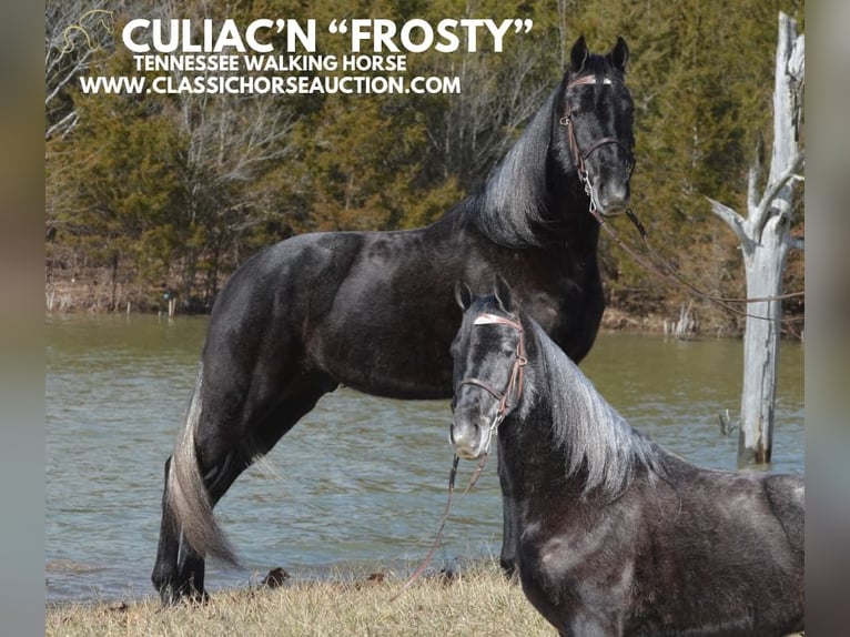 Tennessee walking horse Gelding 3 years 15 hh Grey in Hustonville, KY
