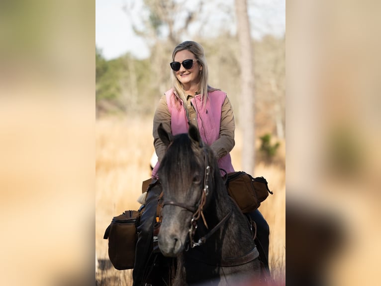 Tennessee walking horse Gelding 3 years 15 hh Roan-Blue in Lewisburg, TN