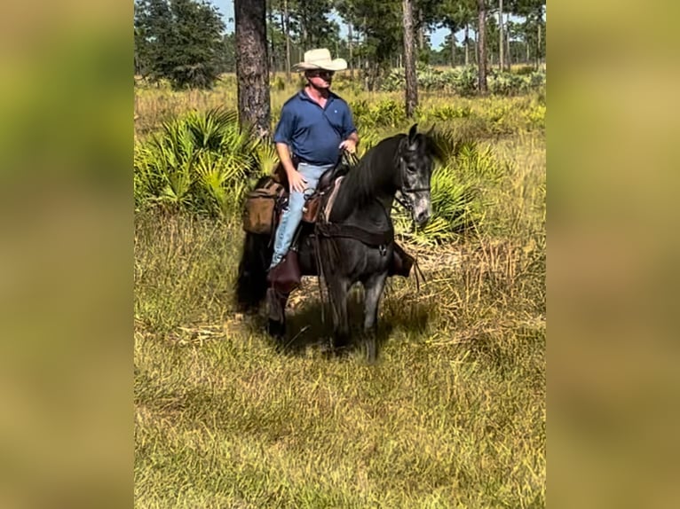 Tennessee walking horse Gelding 3 years 15 hh Roan-Blue in Lewisburg, TN