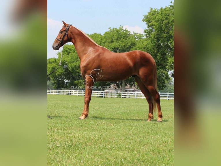 Tennessee walking horse Gelding 3 years 15 hh Sorrel in Belfast, TN