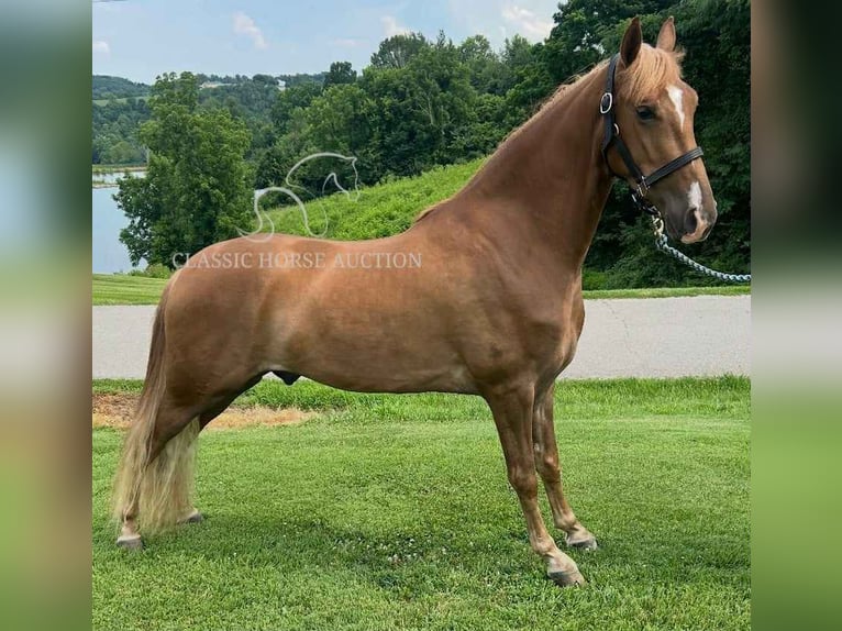 Tennessee walking horse Gelding 3 years 15 hh Sorrel in Crittenden, KY
