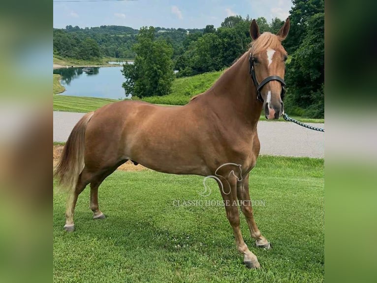 Tennessee walking horse Gelding 3 years 15 hh Sorrel in Crittenden, KY