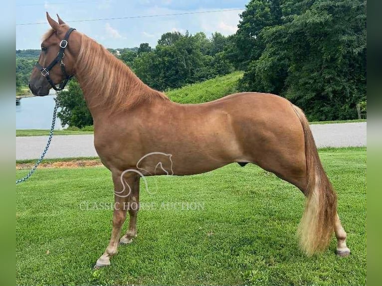 Tennessee walking horse Gelding 3 years 15 hh Sorrel in Crittenden, KY