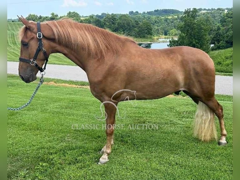 Tennessee walking horse Gelding 3 years 15 hh Sorrel in Crittenden, KY