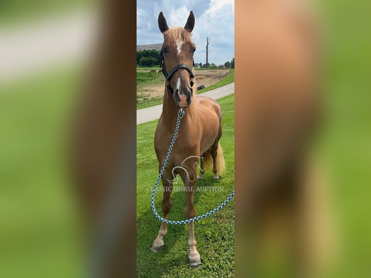 Tennessee walking horse Gelding 3 years 15 hh Sorrel in Crittenden, KY