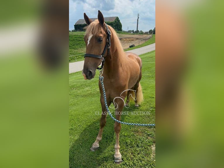 Tennessee walking horse Gelding 3 years 15 hh Sorrel in Crittenden, KY