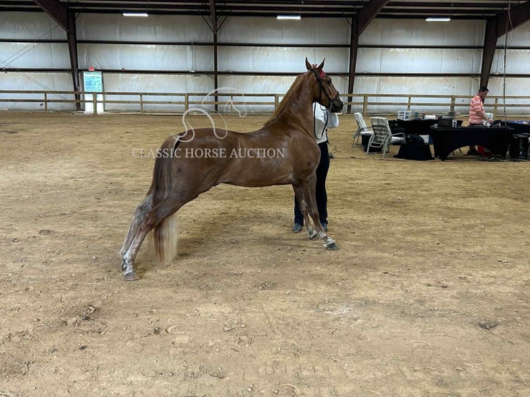 Tennessee walking horse Gelding 3 years 15 hh Sorrel in Crittenden, KY