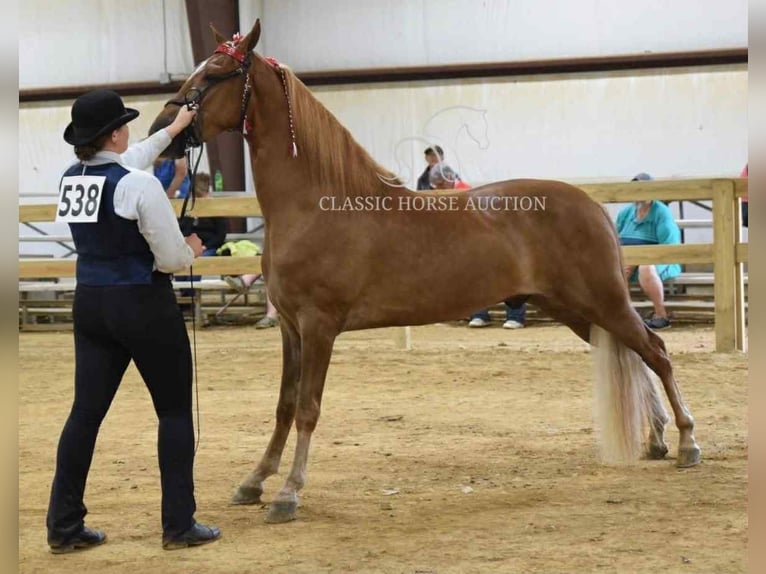Tennessee walking horse Gelding 3 years 15 hh Sorrel in Crittenden, KY
