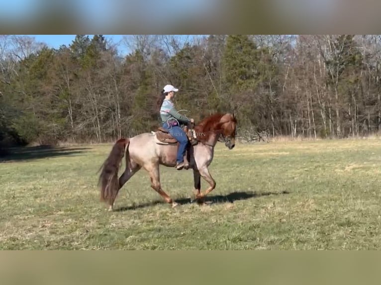 Tennessee walking horse Gelding 3 years 16 hh Roan-Red in Lewisburg, TN