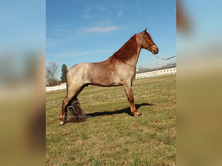 Tennessee walking horse Gelding 3 years 16 hh Roan-Red in Lewisburg, TN