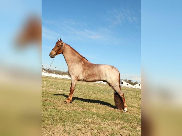 Tennessee walking horse Gelding 3 years 16 hh Roan-Red in Lewisburg, TN