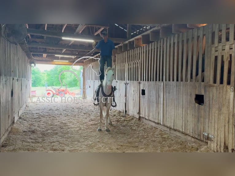 Tennessee walking horse Gelding 3 years 16 hh Roan-Red in Hustonville, KY