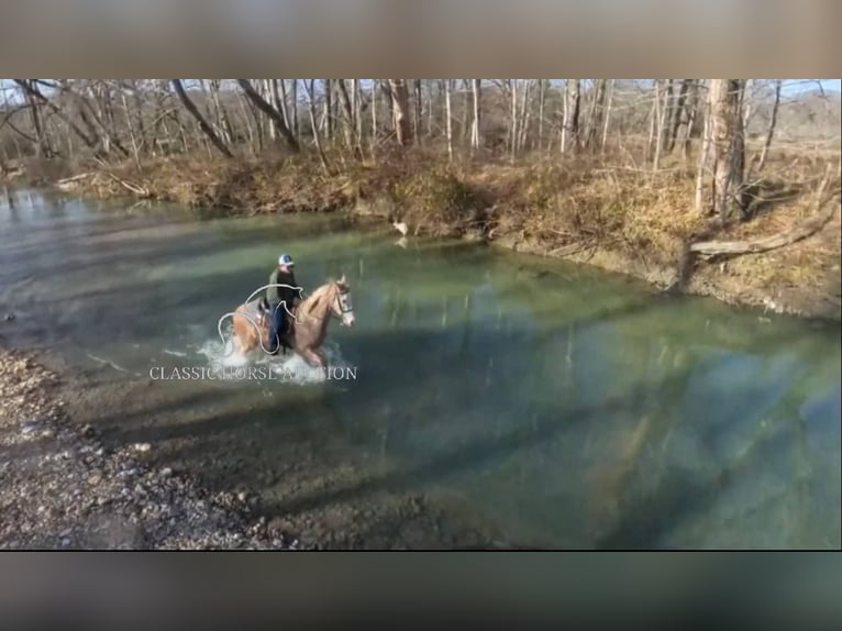 Tennessee walking horse Gelding 3 years 16 hh Roan-Red in Hustonville, KY