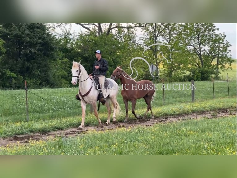 Tennessee walking horse Gelding 3 years 16 hh Roan-Red in Hustonville, KY
