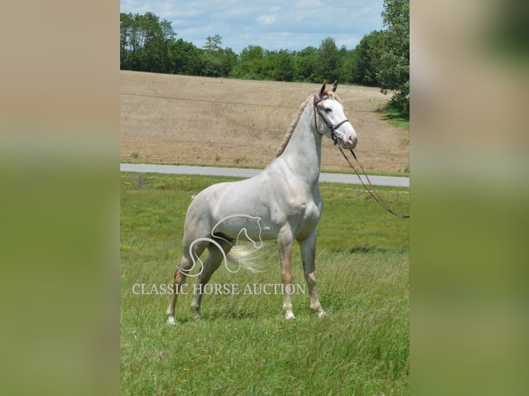 Tennessee walking horse Gelding 3 years 16 hh Roan-Red in Hustonville, KY
