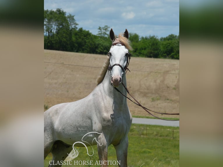 Tennessee walking horse Gelding 3 years 16 hh Roan-Red in Hustonville, KY