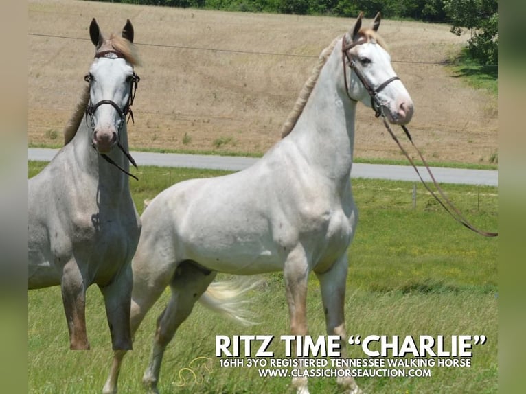 Tennessee walking horse Gelding 3 years 16 hh Roan-Red in Hustonville, KY