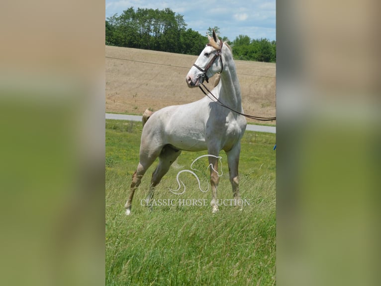 Tennessee walking horse Gelding 3 years 16 hh Roan-Red in Hustonville, KY