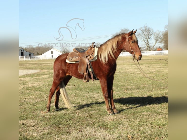 Tennessee walking horse Gelding 3 years 16 hh Sorrel in Lewisburg, TN