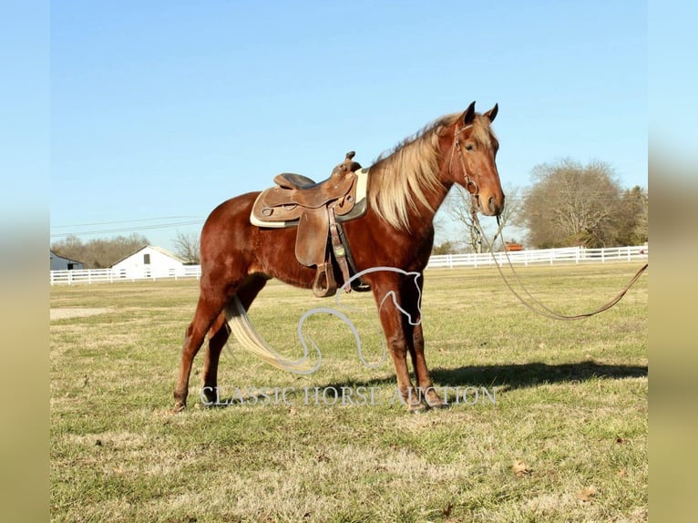 Tennessee walking horse Gelding 3 years 16 hh Sorrel in Lewisburg, TN